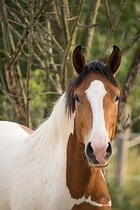 brown horse in selective focus photography thumbnail