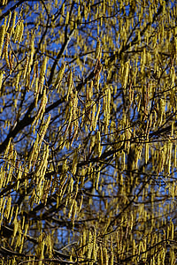 Common Hazel, Inflorescences thumbnail