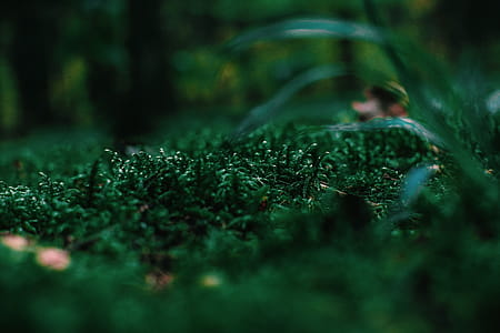 Closeup Photo of Green Grass thumbnail