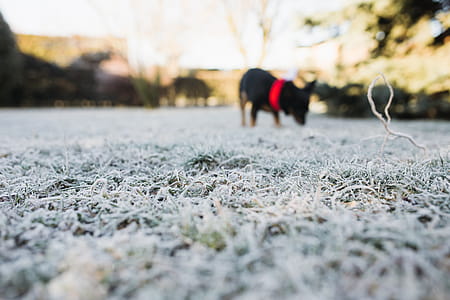 Frost covered grass in the morning thumbnail