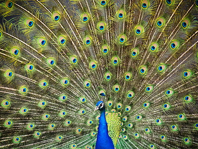 selective focus photography male peacock thumbnail