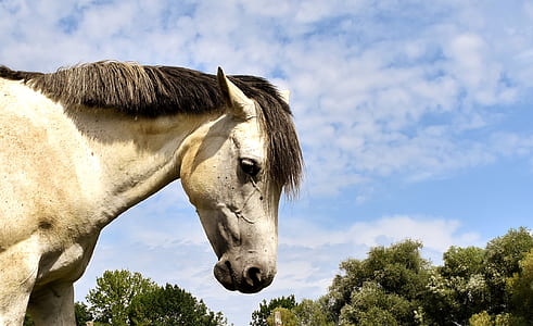 closeup photo of white horse thumbnail