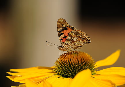 macro photography of painted lady butterfly perched on sunflower thumbnail