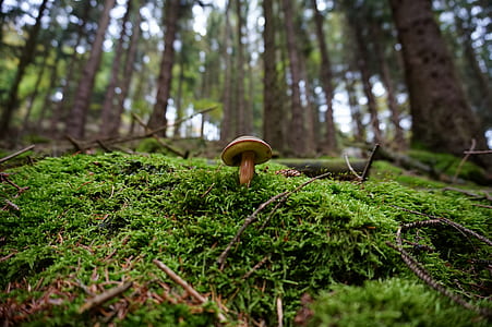 selective photo of brown mushroom thumbnail