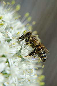 black and yellow honey bee perched on white flower close-up photo thumbnail