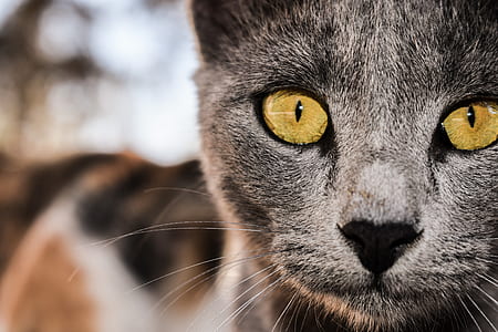 shallow focus photo of gray cat thumbnail