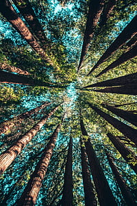 bottom view of tall trees thumbnail
