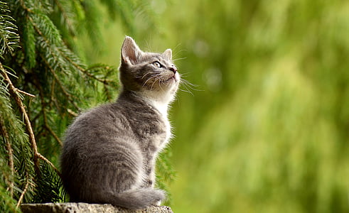 gray tabby cat beside tree thumbnail
