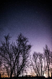 silhouette of trees under blue sky thumbnail