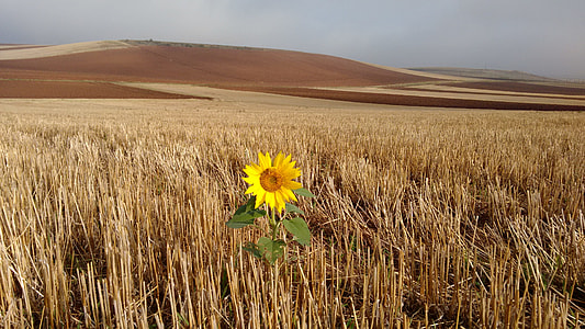 sunflower near brown grass field thumbnail
