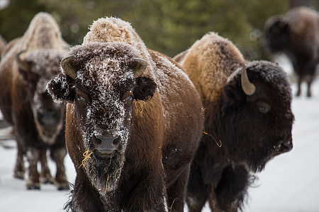 selective focus photography of brown bison thumbnail