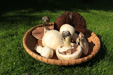 variety of mushrooms on basket thumbnail