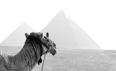 gray camel and pyramids during daytime thumbnail