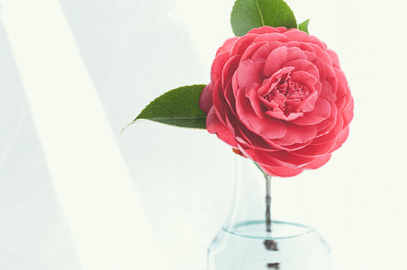 shallow focus photography of pink flower thumbnail