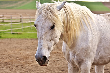 closeup photo of white horse thumbnail