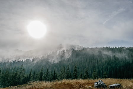 green spruce trees with fog thumbnail