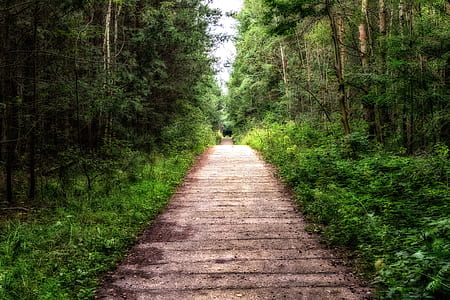 gray asphalt road near on green trees thumbnail