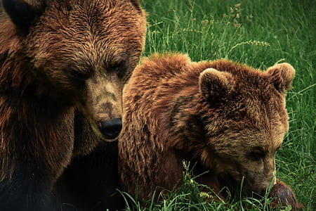 brown bear and cub on grass field thumbnail