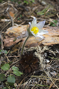 Flowers, Siberian Snowdrop thumbnail