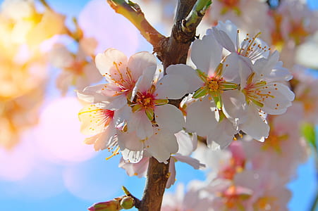 white cherry blossoms blooming at daytime thumbnail