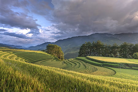 grass field under cloudy sky thumbnail