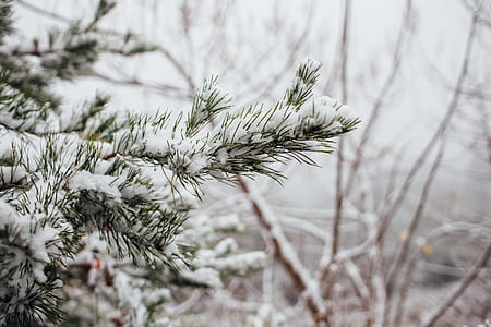pine tree covered with snow thumbnail