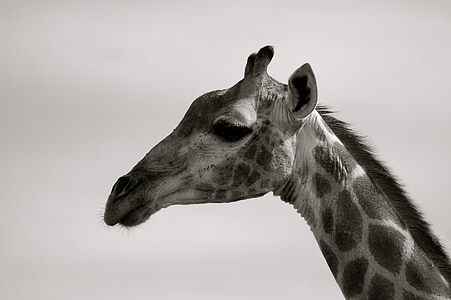 portrait photograph of giraffe thumbnail