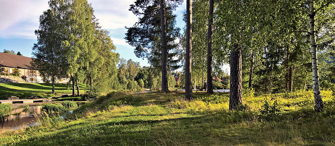 Landscape Photograph of Tree Line thumbnail