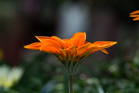 Orange Petaled Flower Selective Focus Photography thumbnail