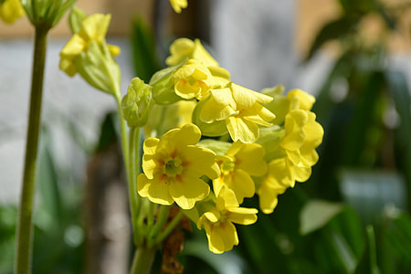 False Oxlip, Flower thumbnail