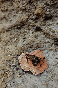 Dry dead crab at the beach thumbnail