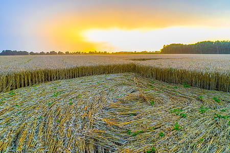 green grass field thumbnail