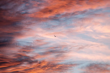 flying black bird under red cloudy sky thumbnail