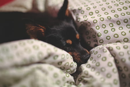 black and tan miniature pinscher lying thumbnail