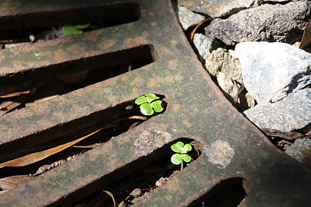 two green clover sprouts between black metal frame beside rocks at daytime thumbnail