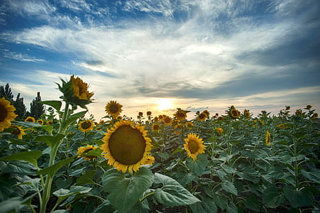 Sunflower Field Under Blue Sky thumbnail