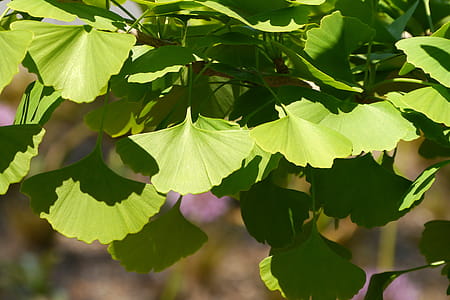 Leaves of a ginkgo tree. thumbnail