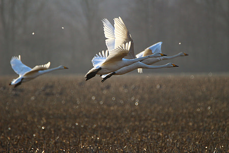 geese flying during daytime thumbnail