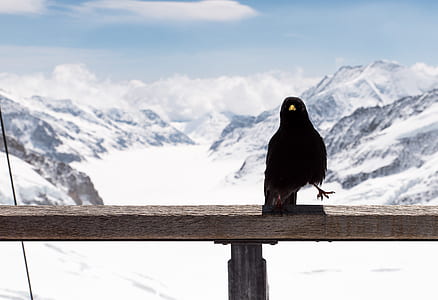 common blackbird perching on wooden rail thumbnail