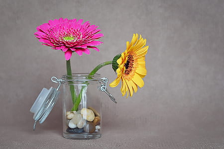two yellow and pink daisy flowers in glass jar with stones thumbnail