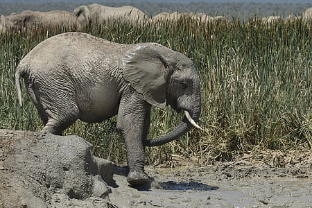 Elephant Walks on Puddle thumbnail
