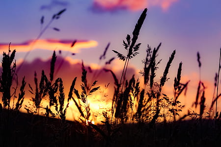 silhouette of grass during sunset thumbnail