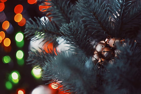 selective focus photography of green pine tree thumbnail