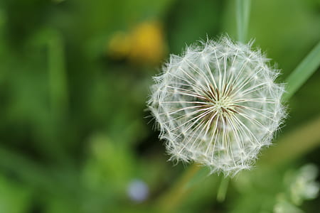 Dandelion Flower thumbnail