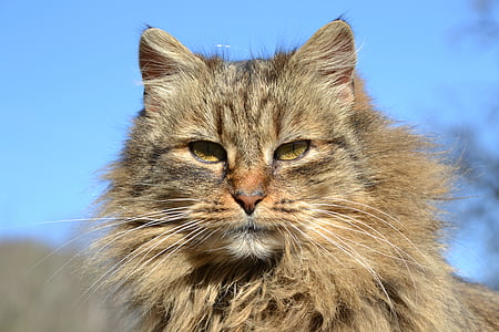 brown tabby cat thumbnail