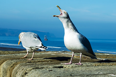 Screaming Seagull thumbnail