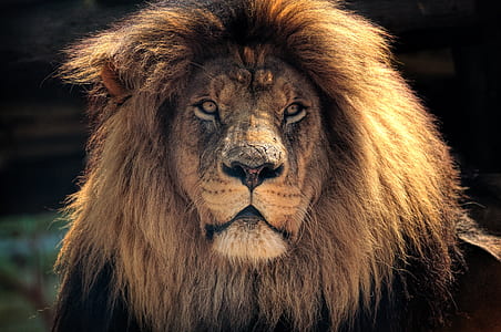 brown lion on focus photo thumbnail