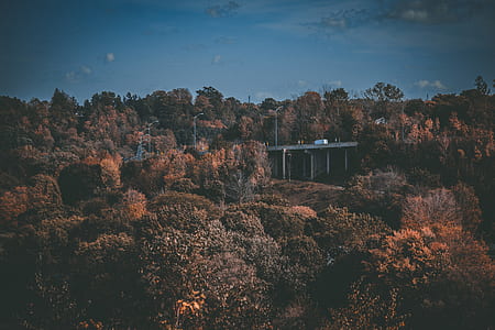 aerial view photography of brown leafed tree lot thumbnail