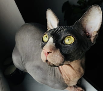 gray and black sphynx thumbnail