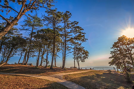 Low Angle of Green Trees Near Ocean thumbnail